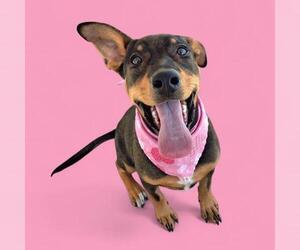 American Pit Bull Terrier-Unknown Mix Dogs for adoption in Bakersfield, CA, USA