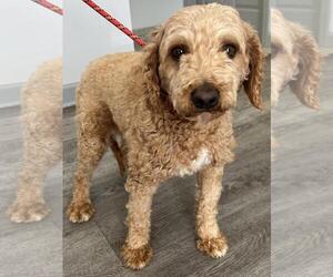 Cavapoo (Miniature) Dogs for adoption in Westminster, MD, USA