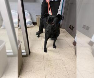 Labrador Retriever-Unknown Mix Dogs for adoption in Stockton, CA, USA