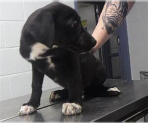 Labrador Retriever Dogs for adoption in Augusta, GA, USA