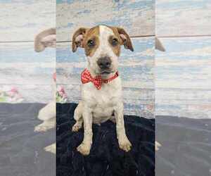 American Bulldog-Unknown Mix Dogs for adoption in Lakewood, CO, USA