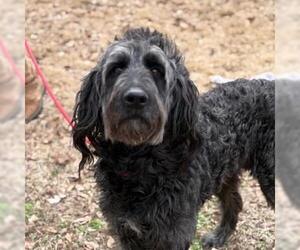 Poodle (Miniature)-Unknown Mix Dogs for adoption in Yardley, PA, USA