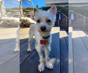 Maltipoo Dogs for adoption in San Diego, CA, USA