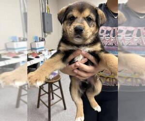 German Shepherd Dog-Unknown Mix Dogs for adoption in Pasadena, TX, USA