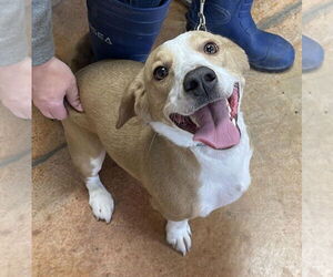 Doxle Dogs for adoption in Bolivar, MO, USA