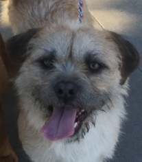 Border Terrier Dogs for adoption in Newport Beach, CA, USA