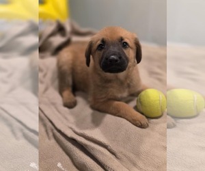 Labrador Retriever-Unknown Mix Dogs for adoption in SHERBURNE, NY, USA