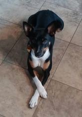 Rat Terrier Dogs for adoption in Columbia, MD, USA