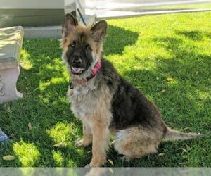 German Shepherd Dog-Unknown Mix Dogs for adoption in San Clemente, CA, USA