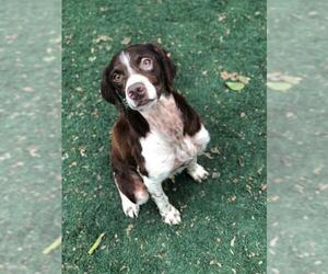 Brittany Dogs for adoption in Temple, GA, USA