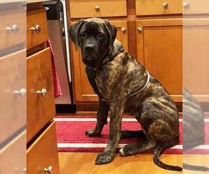 Mastiff Dogs for adoption in Newtown, PA, USA