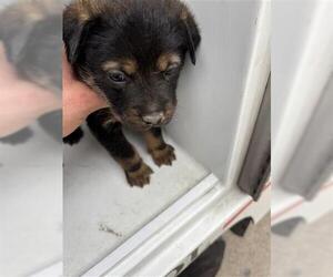 German Shepherd Dog Dogs for adoption in Houston, TX, USA