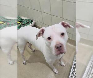 American Pit Bull Terrier Dogs for adoption in Derwood, MD, USA