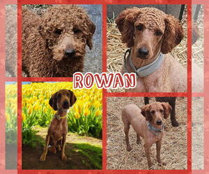 Goldendoodle (Miniature) Dogs for adoption in Blacksburg, SC, USA