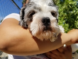 Medium Photo #1 Shih Tzu Puppy For Sale in Apple Valley, CA, USA