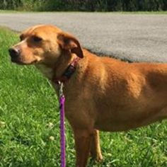 Mountain Cur Dogs for adoption in Lewisburg, WV, USA