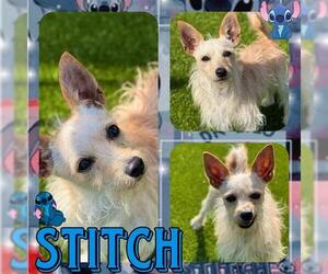 Mutt Dogs for adoption in Pearland, TX, USA