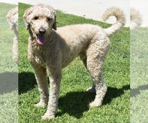 Goldendoodle Dogs for adoption in Palo Alto, CA, USA