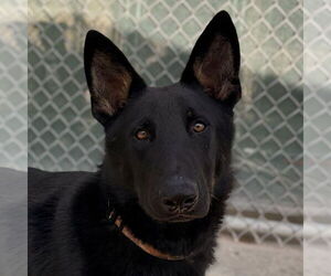 German Shepherd Dog-Unknown Mix Dogs for adoption in Jefferson, WI, USA