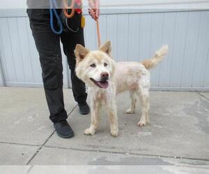 Chow Chow-Unknown Mix Dogs for adoption in Louisville, KY, USA