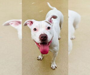 American Pit Bull Terrier Dogs for adoption in Derwood, MD, USA