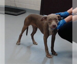 Mutt Dogs for adoption in Fayetteville, NC, USA