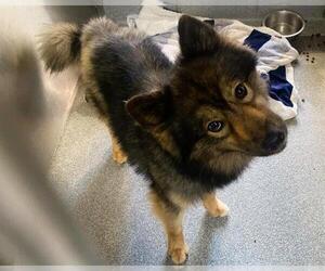 Keeshond-Unknown Mix Dogs for adoption in Orange, CA, USA