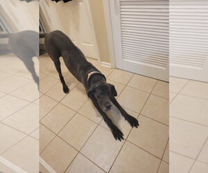 Great Dane Dogs for adoption in Bullard, TX, USA