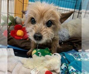 Silky Terrier Dogs for adoption in Madison, WI, USA