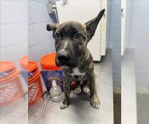 German Shepherd Dog-Holland Shepherd Mix Dogs for adoption in Woodland, CA, USA