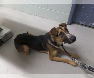 Medium Photo #2 German Shepherd Dog-Unknown Mix Puppy For Sale in Augusta, GA, USA