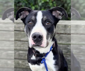 American Pit Bull Terrier-Border Collie Mix Dogs for adoption in Petaluma, CA, USA