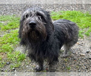 Tibetan Terrier-Unknown Mix Dogs for adoption in Santa Cruz, CA, USA