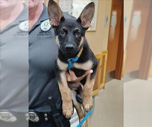 German Shepherd Dog Dogs for adoption in Upland, CA, USA