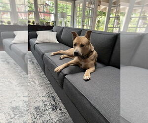 American Staffordshire Terrier-Carolina Dog Mix Dogs for adoption in Banning, CA, USA