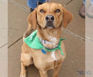 Labrador Retriever-Retriever  Mix Dogs for adoption in Washington, DC, USA