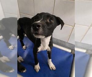 Labrador Retriever-Unknown Mix Dogs for adoption in San Antonio, TX, USA