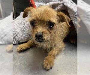 Mutt Dogs for adoption in Woodland, CA, USA