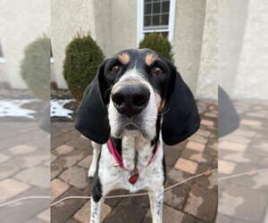 Treeing Walker Coonhound Dogs for adoption in Whitehouse Station, NJ, USA