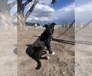 Mastador Dogs for adoption in Fort Collins, CO, USA