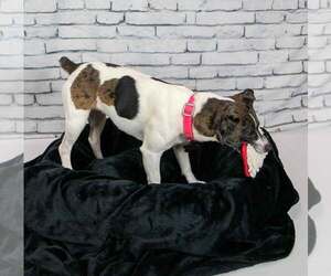 Jack Russell Terrier-Unknown Mix Dogs for adoption in Kennesaw, GA, USA