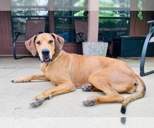 Great Dane Dogs for adoption in BULLARD, TX, USA