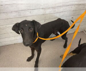 Doberman Pinscher-Unknown Mix Dogs for adoption in San Bernardino, CA, USA