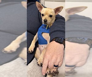 Chihuahua Dogs for adoption in Mount Airy, NC, USA