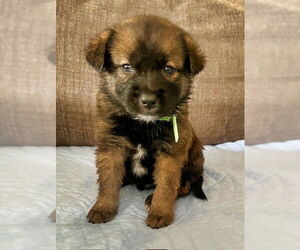 Mutt Dogs for adoption in Minneapolis, MN, USA