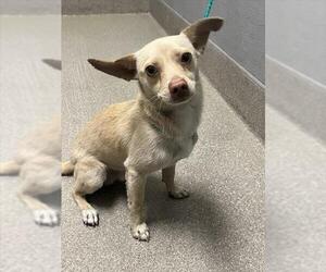 Chihuahua-Unknown Mix Dogs for adoption in Las Vegas, NV, USA