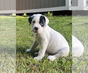 American Bulldog-Unknown Mix Dogs for adoption in Clarkston, MI, USA
