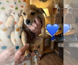 Pembroke Welsh Corgi-Unknown Mix Dogs for adoption in Charlottesville, VA, USA