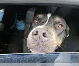 Labrador Retriever Dogs for adoption in Ocala, FL, USA