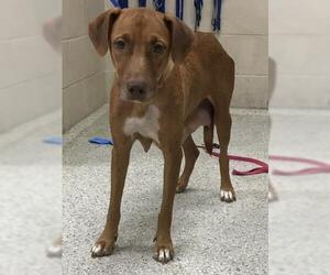 Labrador Retriever-Unknown Mix Dogs for adoption in Conroe, TX, USA